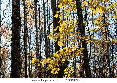 Maple Tree Branch With Yellow Leaves In Urban Park