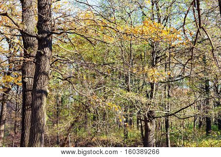 Oak Tree Branch With Yellow Leaves In Forest