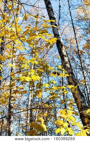 Maple Yellow Leaves And Birch Trunks In Forest