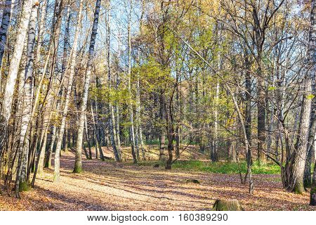 Way With Leaf Litter In Urban Park In Sunny Day