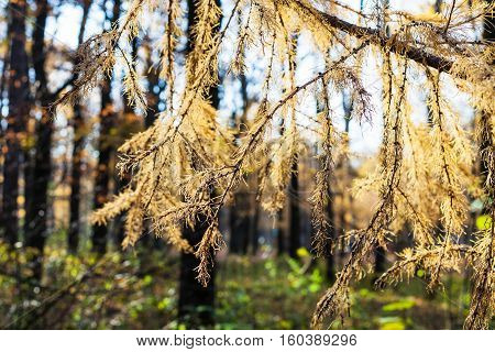 Yellow Branch Of Larch In Urban Park In Autumn