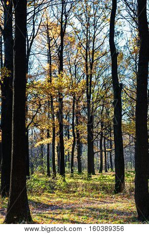 Dark Oak Tree Trunks In Urban Park In Autumn