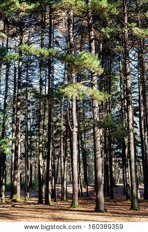 Tall Pine Tree Trunks In Urban Park In Autumn