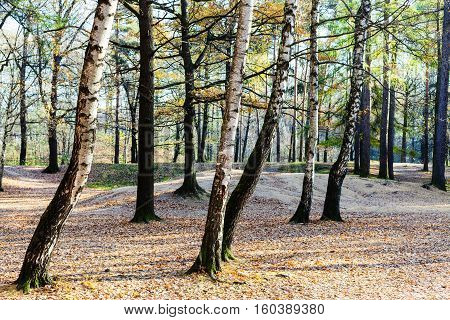 Birch And Oak Trees In Urban Park In Autumn