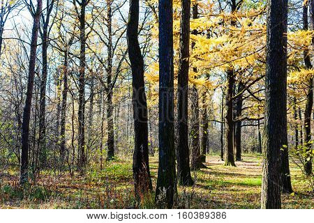 Yellow Larch Tree In Urban Park In Autumn