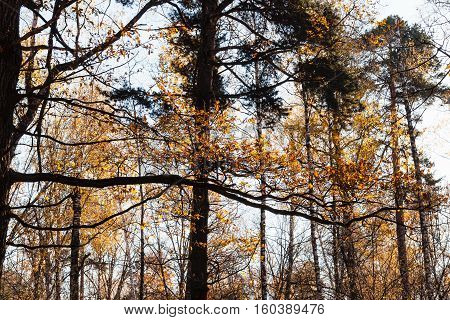 Oak Branches And Pine Trees In Urban Park