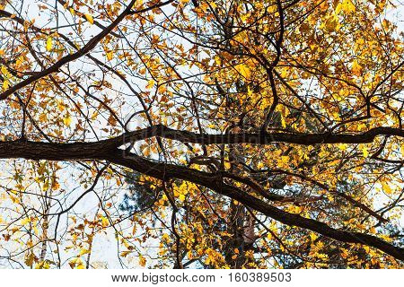 Oak Branch With Yellow Leaves In Urban Park