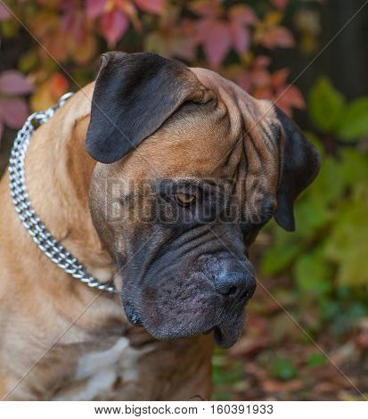 Red on red. Closeup portrait of a beautiful dog breed South African Boerboel on the background of autumn grape leaves. South African Mastiff.