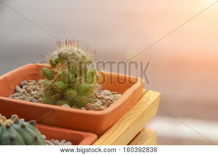 Cactus in a pot still life natural beautiful Breed Eriocactus leninghausi with copy space with sunset light tone