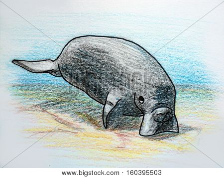 Illustration of a close up sea cow. Colour pencils cartoon manatee