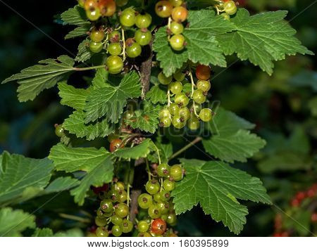 red currant berries in the garden night
