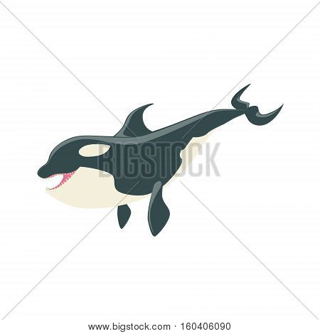 Orca Black And White Arctic Killer Whale Asking For Food, Realistic Aquatic Mammal Vector Drawing. Marine Animal In Characteristic Body Position Cartoon Illustration.