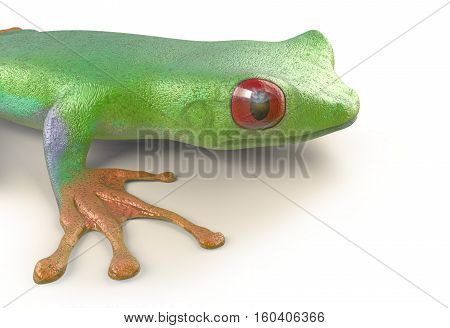 red eyed tree frog from tropical rainforest of Costa Rica isolated on white. Beautiful green and blue treefrog is an exotic animal from the rain forest. 3d render