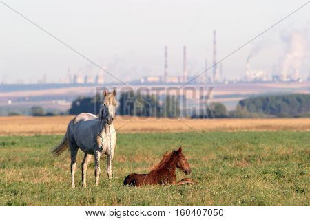 Horse With A Foal