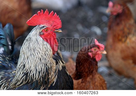 beautiful hens and roosters walking on the street