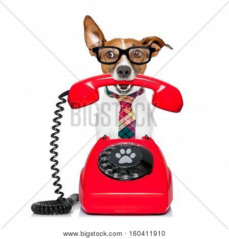 Dog On The Phone