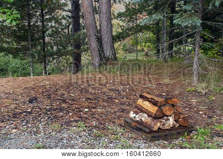 Bundle of wet firewood on the edge of autumnal forest, Alger County, Michigan, USA