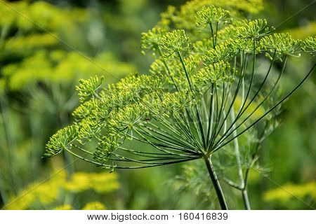 Flowering Dill Herbs Plant In The Garden (anethum Graveolens). Close Up Of Fennel Flowers