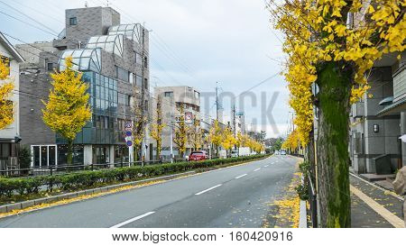 autumn in Japan Season change in Japan Ginkgo biloba on the way in Japan