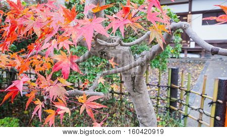 Red maple tree in the park. Autumn season in Kyoto (Japan)