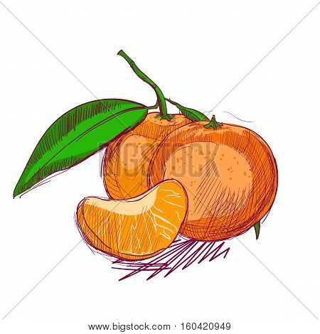 vector fresh sketch. Christmas tangerine Color illustration