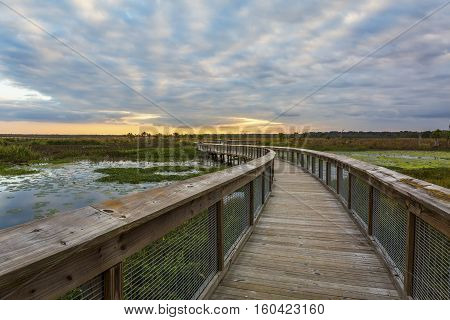 Boardwalk Through A Wetland - Gainesville, Florida