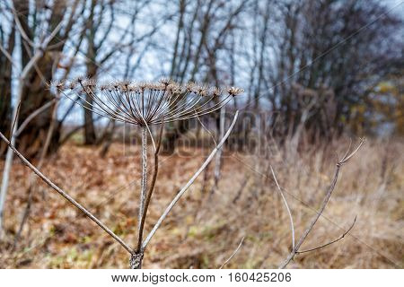 stem of dried high grass on gloomy cold autumn day
