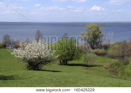 Summer Landscape