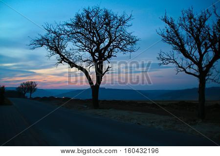 Trees at night. In the foreground two trees.