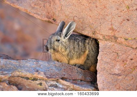 Viscachas or vizcachas. They are chinchillas but look similar to rabbits. The southern viscacha occurs in southern Peru southern and western Bolivia.