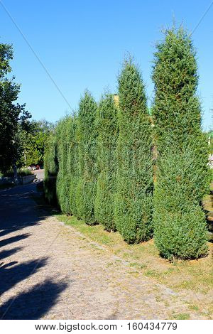 Alley of thuja in the city park