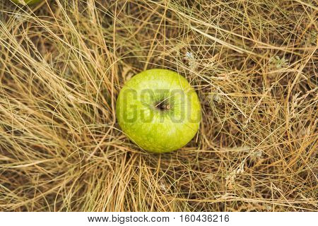 One green apple in the grass yellow