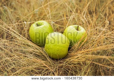 An apple in the foreground and two apples blurred in the background lying on the grass