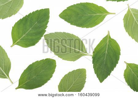 Closeup Peppermint on white background. herb. Peppermint
