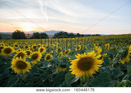 Blooming big sunflowers (Helianthus annuus) plants on field in summer time. Flowering bright yellow sunflowers background. Rural scene. Sunflower field in Slovakia at sunset