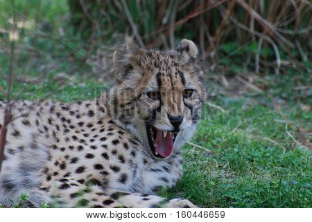 Cheetah with sharp teeth snarling with his mouth open.