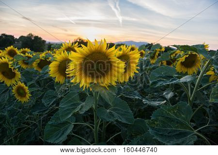 Blooming big sunflowers (Helianthus annuus) plants on field in summer time. Flowering bright yellow sunflowers background. Rural scene. Sunflower field in Slovakia at sunset