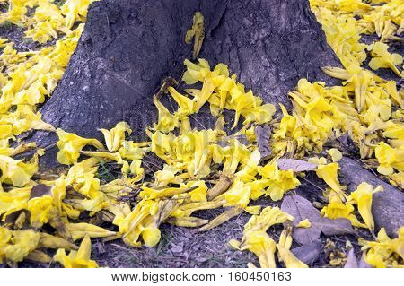 Poui Tree Trunk With Bed Of Beautiful Yellow Poui Flowers