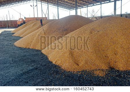 Corn grain stored in threshing floor after harvest