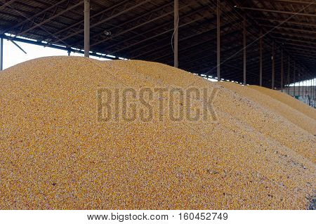 Corn grain stored in threshing floor after harvest