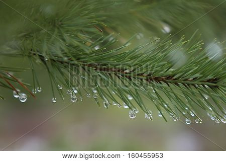 Pine branch with drops. Nature forest background. Frozen drops.