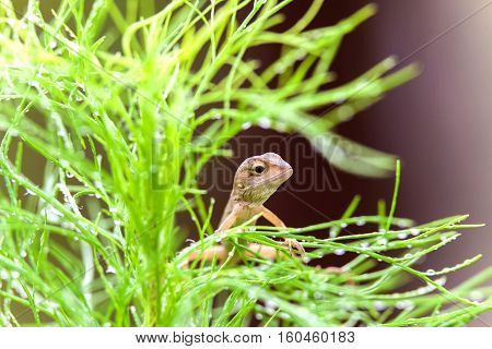 Real lizard resting on a wet green leaf with blur background