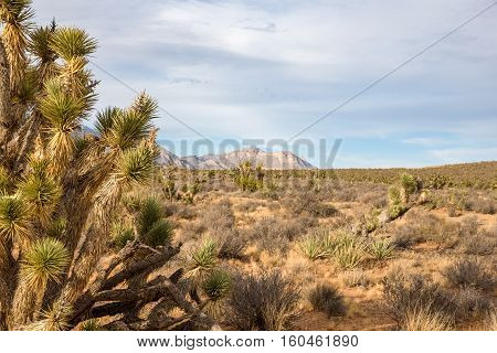Joshua Tree (yucca brevifolia) in the foreground of a desert scene. Mountains rising from the desert floor in the background with copy space in the sky.