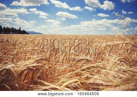Ripening Yellow Barley Ears On Field At Summer Time. Golden Barley (hordeum Vulgare) Spikelets With