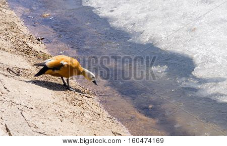 Mandarin Duck On Winter Pond