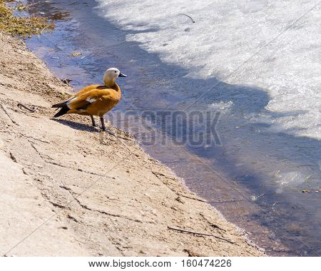 Mandarin Duck On Winter Pond