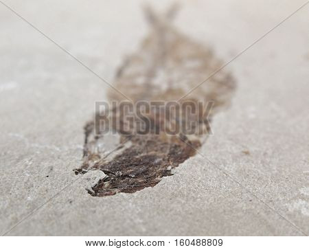 A fossilized fish aged millions of years - found in Byblos, Lebanon.