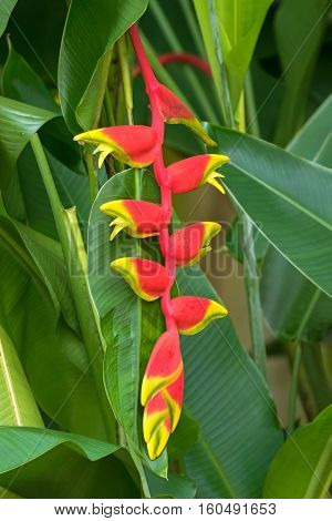 Closeup photo of Heliconia rostrata flower (Hanging Lobster Claw, False Bird of Paradise) in the garden in Singapore