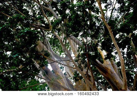 Branches of the tree. Leaves and bole.