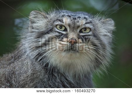 Pallas's cat (Otocolobus manul), also known as the manul. 